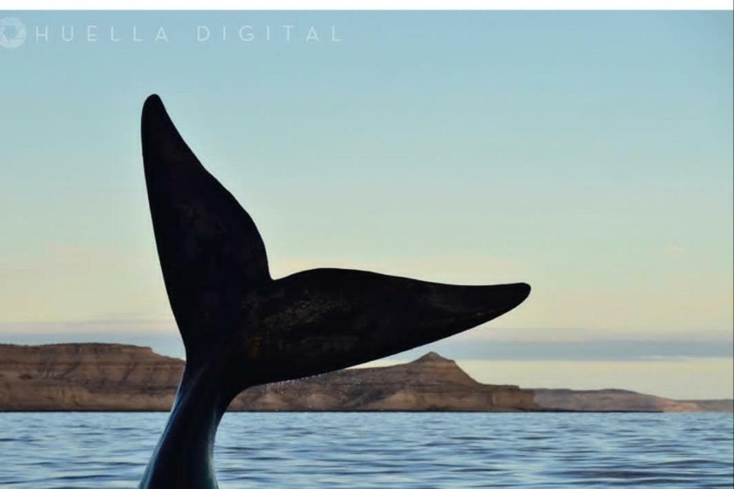 Alem Lägenhet Puerto Madryn Exteriör bild